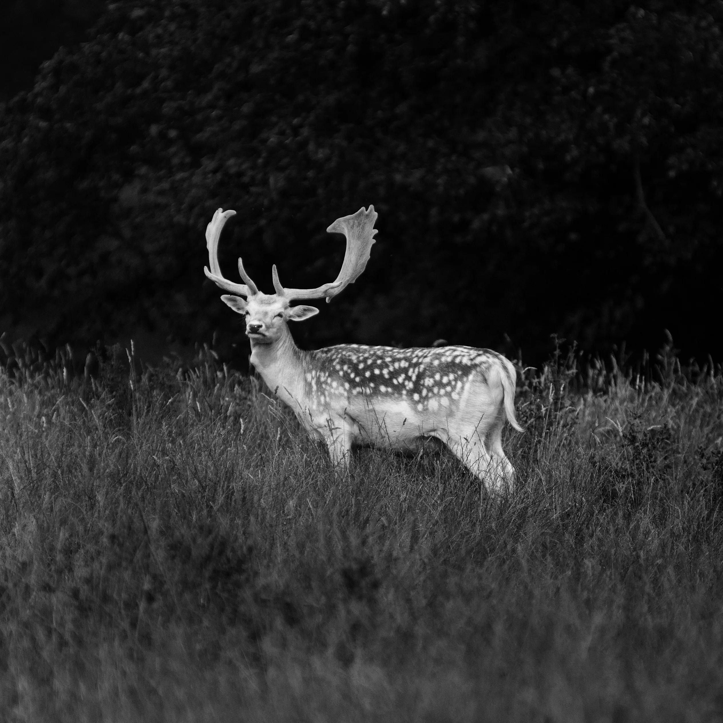 Deer at Studley Royal