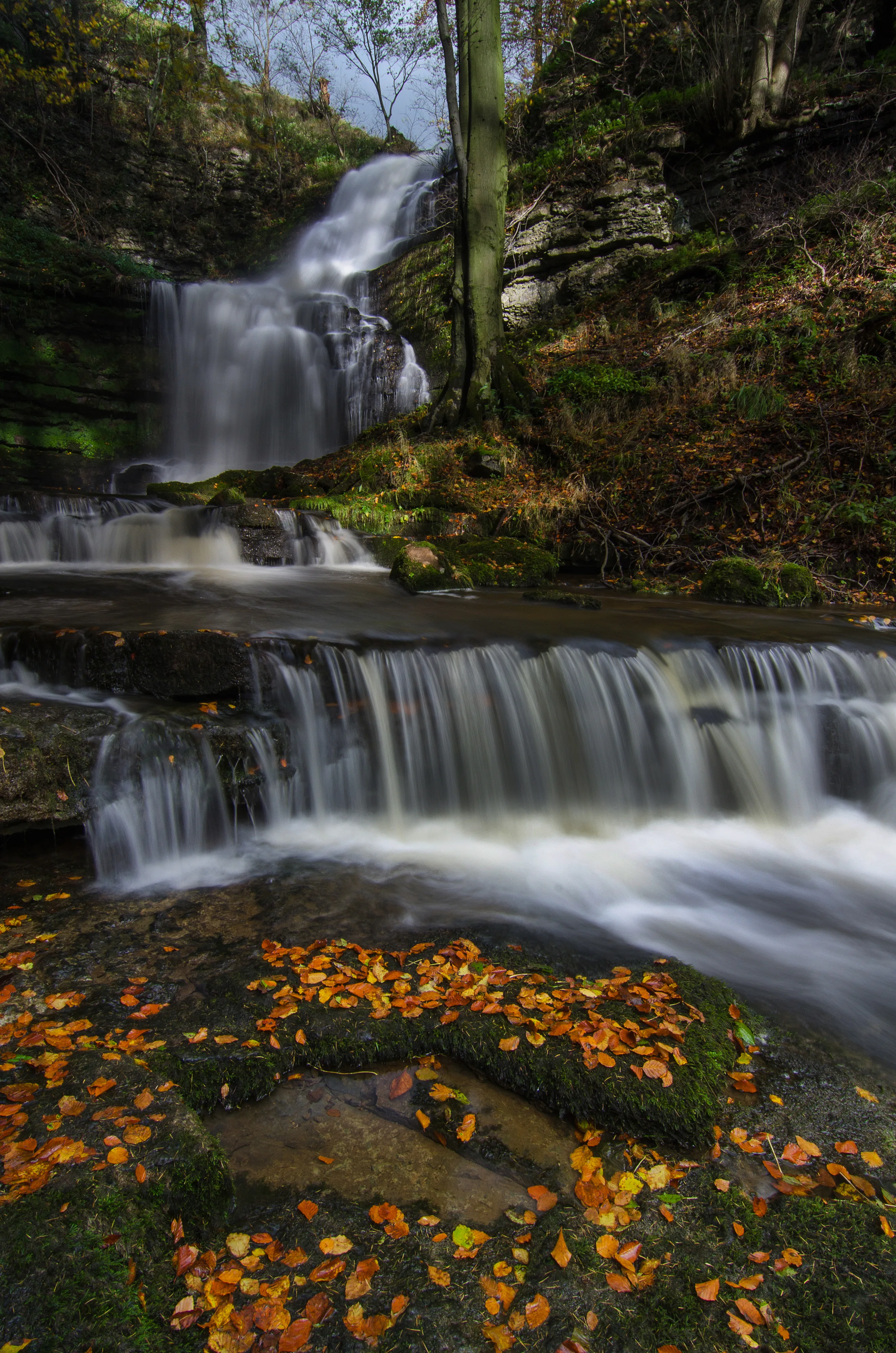 Scalebar Force